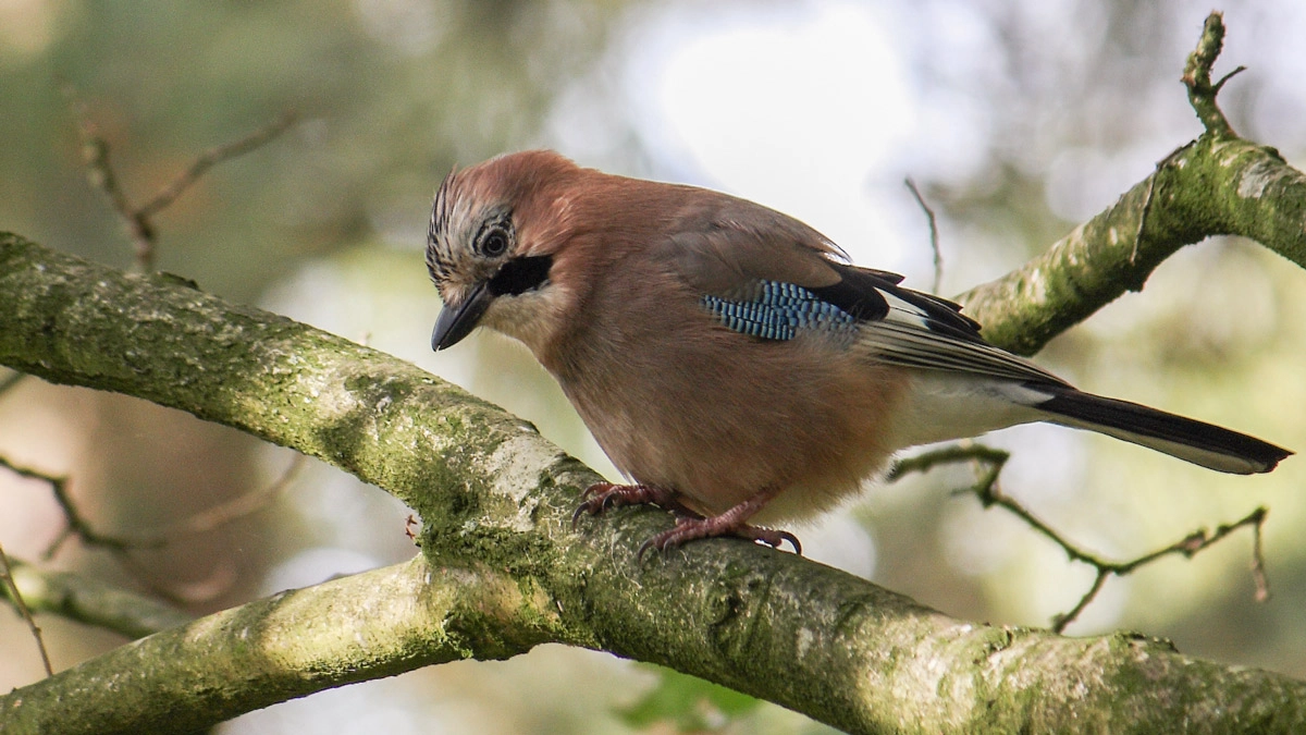 Vogelgeluidenwandeling Westerwolde